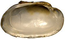 Lampsilis hydiana male inner 