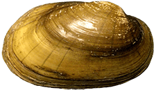 Lampsilis hydiana male outer