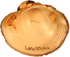 Lampsilis ornata female inner