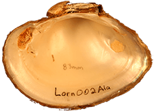 Lampsilis ornata male inner 