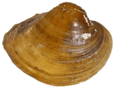 Lampsilis ornata male outer
