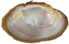 Lampsilis ovata female inner