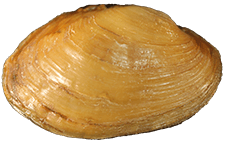 Lampsilis ovata female outer