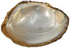 Lampsilis ovata male inner 