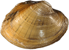 Lampsilis ovata male outer