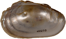 Lampsilis powellii female inner