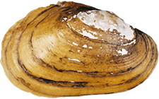 Lampsilis powellii female outer