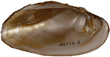 Lampsilis powellii male inner 
