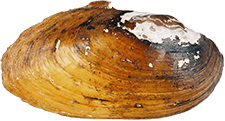 Lampsilis powellii male outer