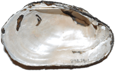 Lampsilis radiata female inner
