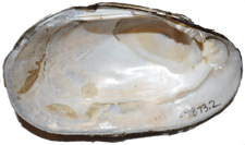 Lampsilis radiata male inner 