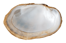 Lampsilis rafinesqueana