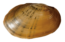 Lampsilis rafinesqueana