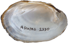 Lampsilis reeveiana female inner
