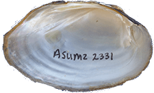 Lampsilis reeveiana male inner 