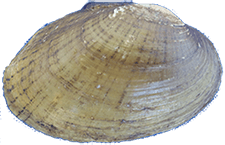 Lampsilis reeveiana male outer
