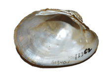 Lampsilis satura female inner