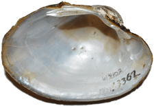 Lampsilis satura male inner 