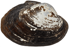 Lampsilis satura male outer
