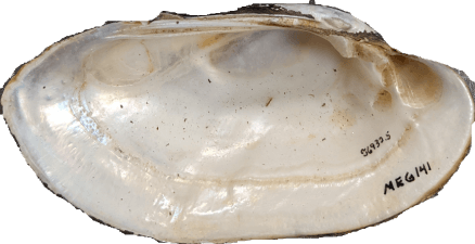 Lampsilis sietmani female inner