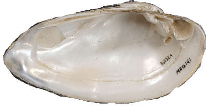 Lampsilis sietmani male inner 