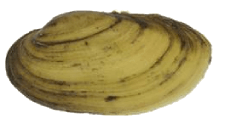 Lampsilis sietmani male outer
