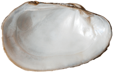Lampsilis siliquoidea female inner