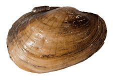Lampsilis siliquoidea female outer