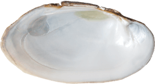 Lampsilis siliquoidea male inner 