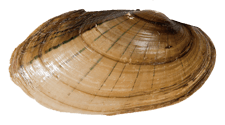 Lampsilis siliquoidea male outer