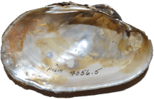 Lampsilis splendida female inner