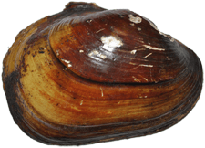 Lampsilis straminea female outer