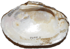 Lampsilis straminea male inner 