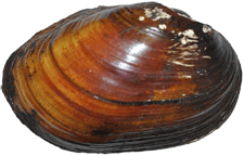 Lampsilis straminea male outer
