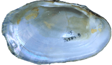Lampsilis streckeri female inner