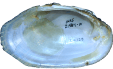 Lampsilis streckeri male inner 