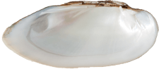 Lampsilis teres