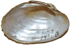 Lampsilis virescens female inner