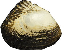 Lasmigona alabamensis