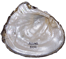 Lasmigona complanata