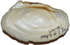 Lasmigona compressa