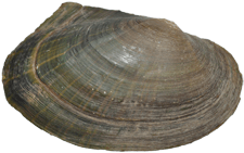 Lasmigona compressa