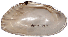 Lasmigona costata