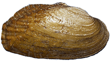 Lasmigona costata