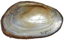 Lasmigona decorata