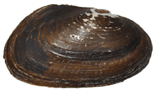 Lasmigona decorata