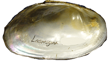 Lasmigona etowaensis