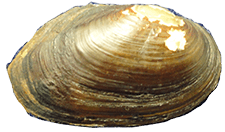 Lasmigona etowaensis