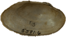 Lasmigona holstonia