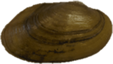 Lasmigona holstonia